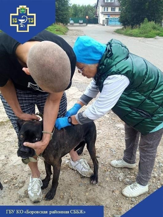 В Боровске проведут вакцинацию кошек и собак от бешенства