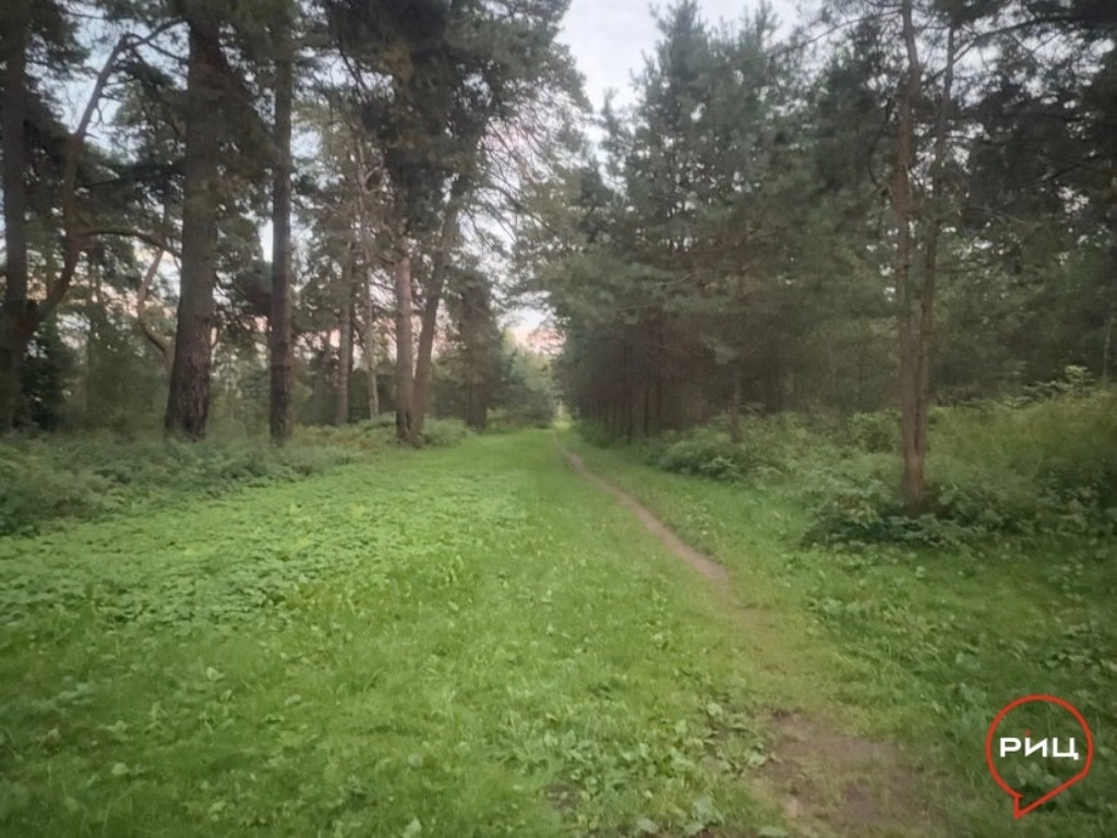 Лес манит, но будьте бдительны