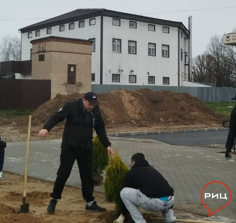 У кривского ФАПа высадили золотистые туи