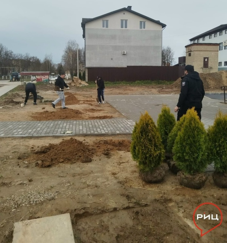 У кривского ФАПа высадили золотистые туи
