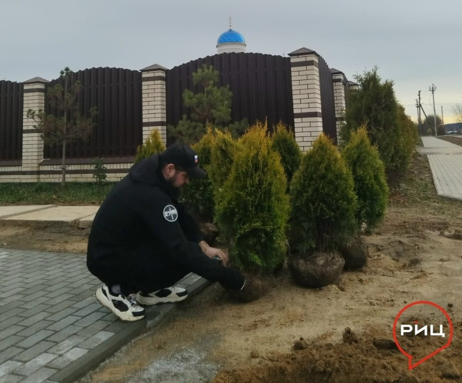 У кривского ФАПа высадили золотистые туи