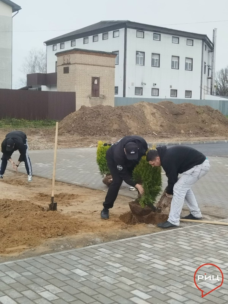 У кривского ФАПа высадили золотистые туи