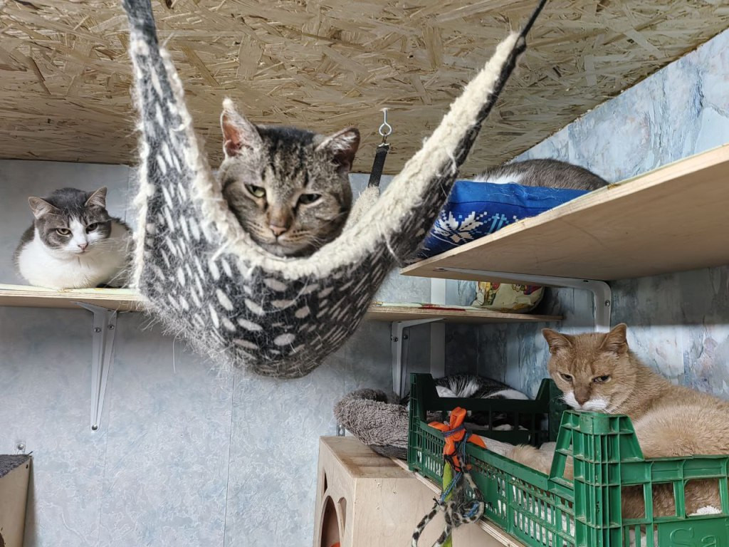 Они меня выбрали