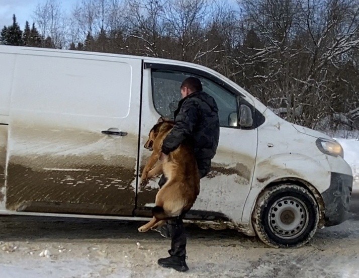 Собачий беспредел 