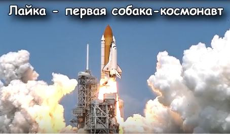 Космическая неделя в РИЦ продолжается. Сегодня мы расскажем о животных, которые летали на орбиту до того, как туда отправился человек