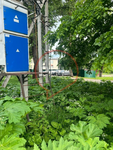 В Балабанове на улице Зеленой разрослась поляна ядовитого борщевика Сосновского