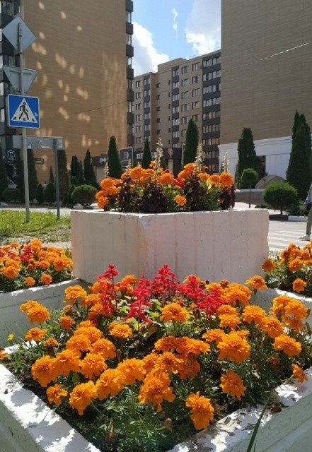 Городские цветы