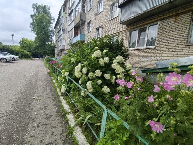 Городские цветы
