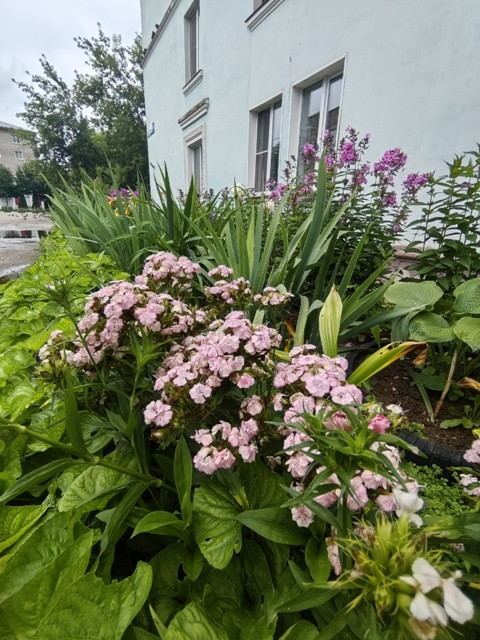 Городские цветы