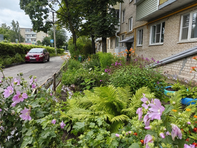 Городские цветы