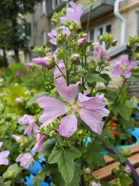 Городские цветы