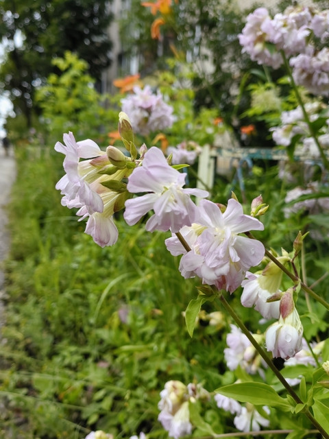 Городские цветы
