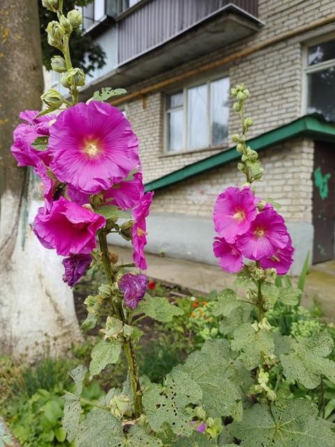 Городские цветы
