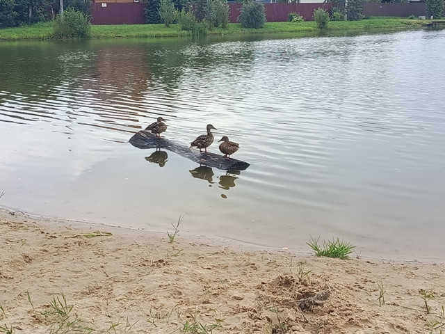 Возможно, последний сезон