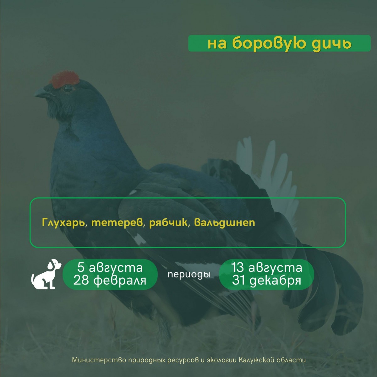 В Калужской области открывается сезон летне-осенней охоты на пернатую дичь