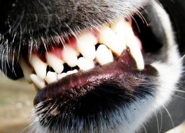 В Ворсине собака изуродовала лицо восьмилетнему ребёнку