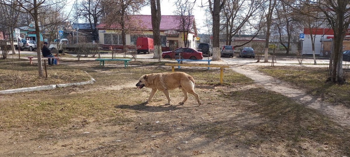 В Боровском районе поддерживают предложение не выпускать в привычную среду обитания агрессивных бродячих собак после трагического случая в Оренбурге