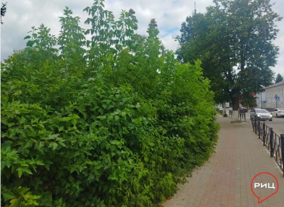 Кусты у районного Дома культуры в Боровске превратились в лес