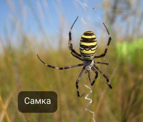 В Боровском районе поселились ядовитые пауки