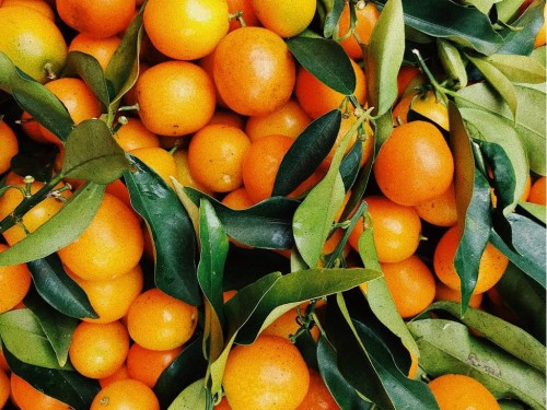 В Боровском районе обнаружили турецкие апельсины, заражённые плодовой мушкой