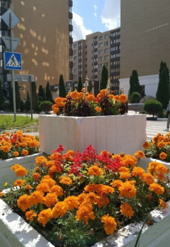 Городские цветы