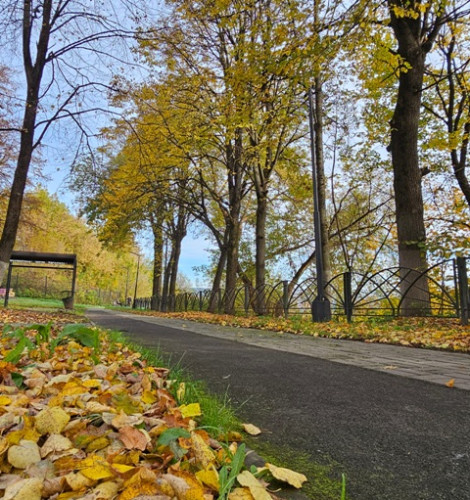 Листья желтые над городом кружатся…