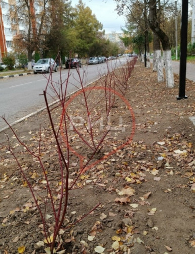На улице Лесной в Балабанове подрядчик завершил работы по ремонту тротуара