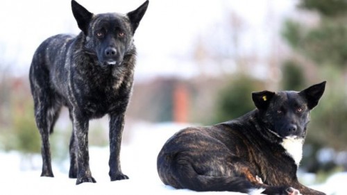 За нападения собак наказывать будут чиновников и нерадивых владельцев