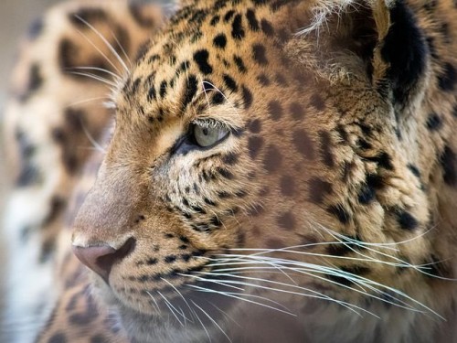 В России стало больше дальневосточных леопардов, считающихся самым редким представителем крупных кошачьих в мире