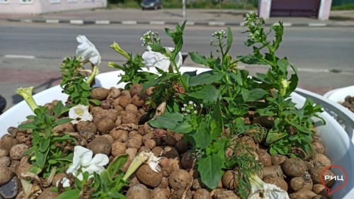 В Боровске продолжаются работы по озеленению