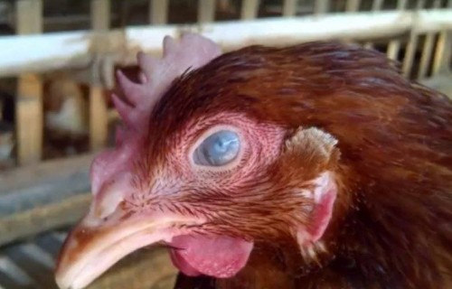 В Боровском районе подтвержден высокопатогенный грипп птиц