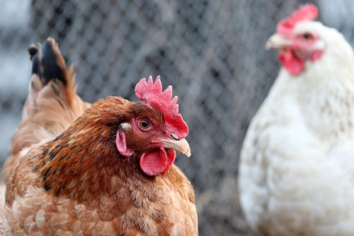 РНК вируса гриппа птиц подтипа N1 выявлена в одном из личных подсобных хозяйств в деревне Кабицыно
