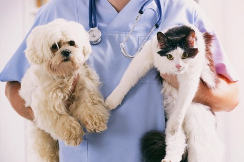 20 августа пройдёт вакцинация домашних животных от бешенства