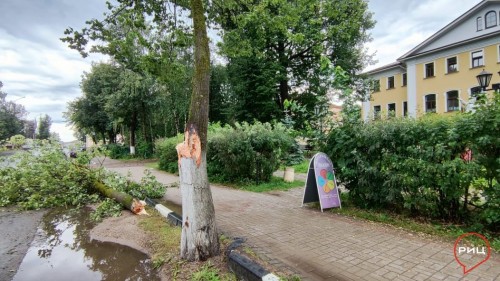 В Боровске на улице Ленина вблизи Дома Наполеона упало дерево