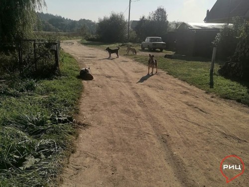 В Боровском районе продолжается отлов собак