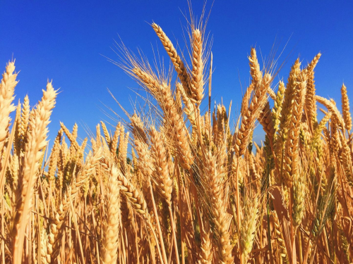 В России ввели ограничение на вывоз твердых сортов пшеницы за границу