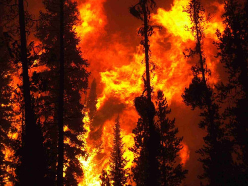 Калужская область закупит десять беспилотников для патрулирования лесов