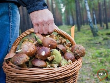 Жители района могут свободно и бесплатно находиться в лесу, собирать и заготавливать для себя грибы, ягоды, орехи, дикорастущие плоды, берёзовый сок