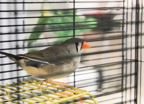 В ворсинском центре местного сообщества «Пятерочка» теперь живет пара певчих птиц