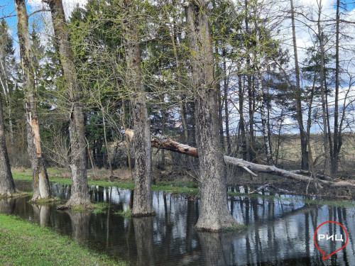Упавшее дерево висит на проводах между ермолинским строительным рынком и заправкой в сторону Боровска